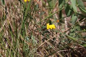 Image result for Lotus namulensis