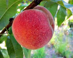 Önde gelen yüzlerce seyahat acentesi ve hava yolu şirketindeki fiyatları tek bir aramayla. Nanaimo Peach Tree Finally A Homegrown Peach Tall Clover Farm