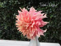 Turkish Delight 2017 Dahlia Flowers Bellevue