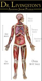 Whether the skill level is as a beginner or something more advanced, they're an ideal way to pass the time when you have nothing else to do like waiting in an airport, sitting in your car or as a means to. Anatomy Jigsaw Puzzles 10 Of Beautiful Human Biology By John Coveyou Genius Games Kickstarter