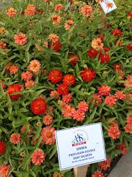 A real breakthrough in the world of zinnias, zinnia 'profusion white' is a stunning cross between zinnia angustifolia and zinnia elegans which combines the best traits of both species: Aas Zinnia Winners Profusion Double Deep Salmon And Double Zahara Fire At Aas Display Garden Schenley Plaza Zinnias Flower Garden Vegetable Garden