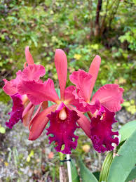 Image result for Ottelia exserta