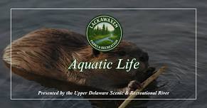 Parks & Recreation "Aquatic Life" Program