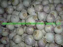 Garlic is a popular ingredient used in several dishes and beverages to add flavor. 2021 New Crop Fresh Garlic From China Factory Single Clove Garlic Price Solo Garlic Top Quality Low Price Good Service Plant Factory Direct Supply 4 5cm Vary China Garlic Pure White Garlic