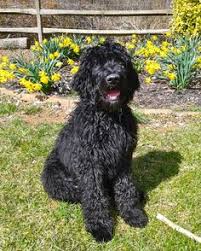 Hybrid breeds are actually not new in the canine world, although having an official name for them is quite new. Meet My Handsome Large Standard Golden Retriever Poodle Mix Aka Goldendoodle Or Goldiepoo Known Black Labradoodle Puppy Goldendoodle Black Black Labradoodle