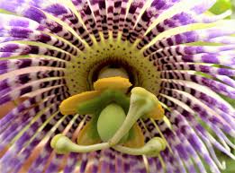 Image result for Passiflora ligularis