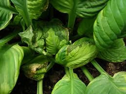 Hosta plant leaves turn yellow or brown for a variety of reasons, including too much sun, not enough water, insect damage, disease or simply from going dormant in the winter. What S Wrong With My Plant Garden University Of Minnesota Extension