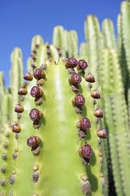 Image result for Euphorbia candelabrum