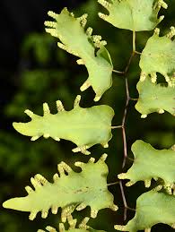 Image result for Lygodium microphyllum