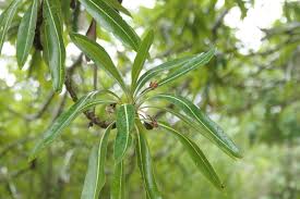 Image result for Breonadia