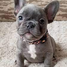 No teacup puppies or dogs of this breed for sale or they don't exist. 10 Cute Bulldogs To Bring A Smile On Your Face