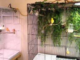 Bird Bath Ideas For Cages Canary Room Youtube Canary Birds Canary Cage Bird Cage