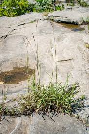 Image result for Andropogon schirensis