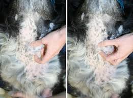 You'll need to see your doctor to find out what it is. Thyroid Gland Neoplasia In Dogs Vetlexicon Canis From Vetlexicon Definitive Veterinary Intelligence