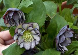 Hellebores grow and flower best if they are are given as near as possible the same conditions as when they grow in the wild. Hellebores Blooms Color Gray Days Before Spring Pittsburgh Post Gazette