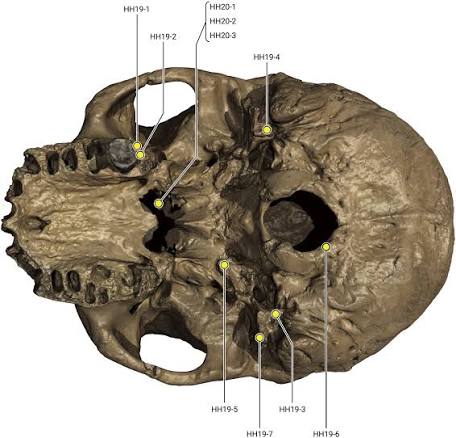 Geochemical provenancing and direct dating of the Harbin archaic human  cranium: The Innovation