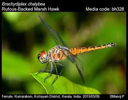 Image result for Brachythrix