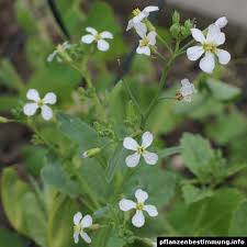 Image result for Raphanus