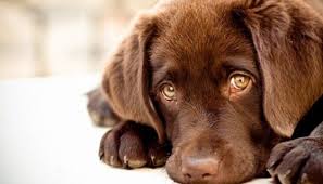 Noel Zero Dechet Solidaire Don Chien Labrador Labrador Chiot Labrador Chocolat