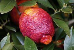 Die Rote Zitrone Farbenzauber Mit Zitrus Vanilleduft Zitronen Baum Zitronenbaum Und Zitrone