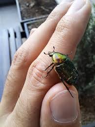 Image result for Buchnera cryptocephala