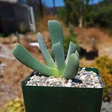 Image result for Craspedorhachis