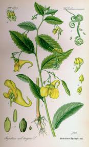 Image result for Impatiens gesneroidea
