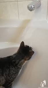Meine katze trinkt vom wasserhahn. Katze Trinkt Nicht Oder Wenig Tipps Zum Trinkverhalten Deiner Fellnase