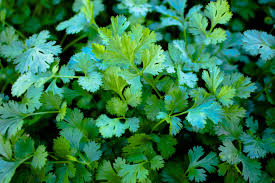 A liquid that imparts the concentrated natural flavor of cilantro. What Is Cilantro