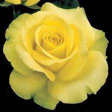 This happened in 1940, when saint patrick's day was observed on 3 april to avoid it coinciding with palm sunday, and again in 2008, where it was officially observed on 15 march. St Patrick Rose Bush Buy Garden Plants Online Hybrid Tea Roses Tea Roses Rose Flower