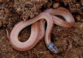 Other similar species of brown snake that overlap the dugite's distribution include the. Category Reptiles