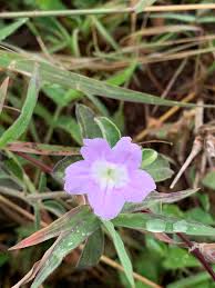 Image result for Ruellia patula