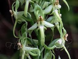 Image result for Habenaria petitiana