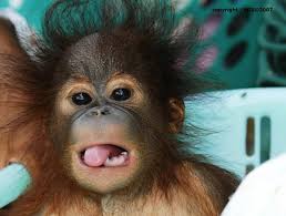 List of extinct mammals in the world: Pin On Orang Oetans