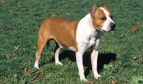 It is extremely strong for its size. American Staffordshire Terrier Breed Information