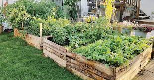 How to build a raised garden bed with pallets. Raised Bed Out Of Pallet Boards Canada S Local Gardener Magazine