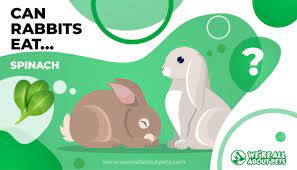 Can Rabbits Eat Spinach We Re All About Pets