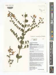 Image result for Kalaharia uncinata