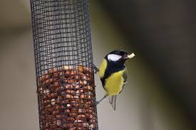 For cardinals, chickadees and nuthatches, provide safflower seed in hopper or tray feeders. Winter Bird Feeding Good Or Bad For Birds