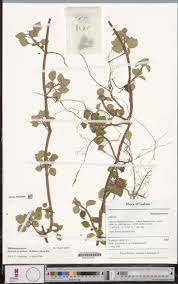 Image result for Heterotis decumbens