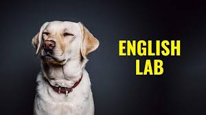 english lab facts about english vs american labrador