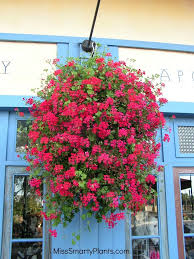 Hanging flower baskets require a lot more water than even other container plants, especially the ones with fiber liners. Winter Flowers For Florida Plants Plants For Hanging Baskets Winter Hanging Baskets