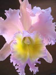 Beautiful Cattleya Unusual Flowers Cattleya Orchid Beautiful Flowers