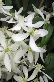 Image result for Clematis villosa