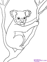 How To Draw A Koala Step By Step Rainforest Animals Animals Free Online Drawing Tutorial Added By Animal Line Drawings Australian Animals Animal Drawings
