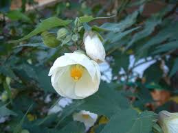 Image result for Abutilon