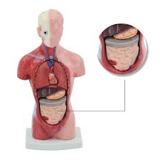 I am extremely excited to bring you these lessons on drawing the muscles. 28cm Human Muscle Torso Anatomy Model Viscera Heart Brain Skeleton Medical Teaching Props Home Deco Buy At A Low Prices On Joom E Commerce Platform