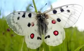 Image result for Parnassius apollo