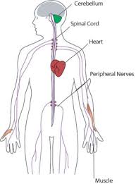 Friedreich S Ataxia Fa Diseases Muscular Dystrophy Association