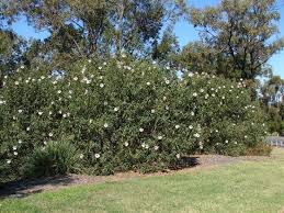 Discover helpful tips and advice for growing and maintaining bushes and shrubs from diynetwork.com. Shrubs Characteristics Functions Types And Uses Of Shrubs